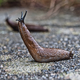 Illustration for article titled Dont eat slugs, okay?